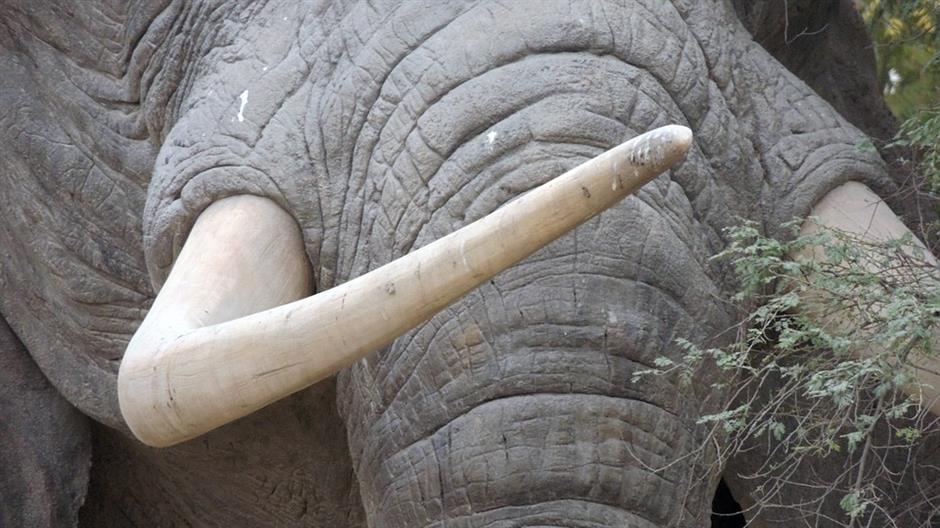 ivory-781668_960_720