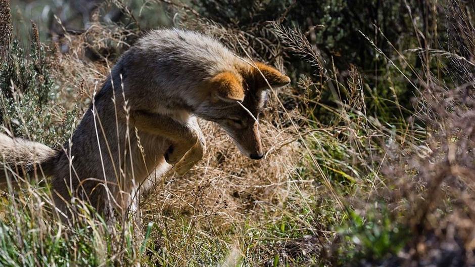 jackal-2595360_960_720