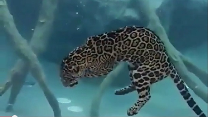 jaguar
