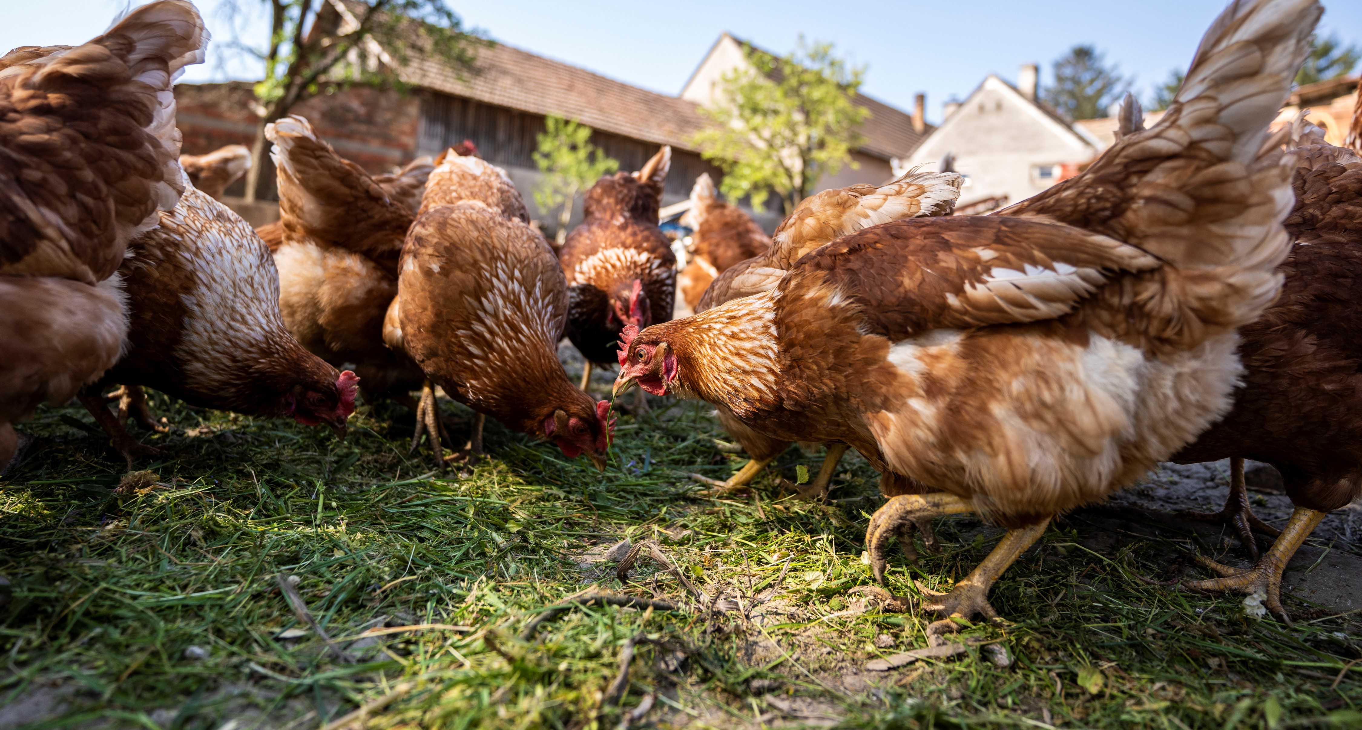 Jaja Agro Klaster 027