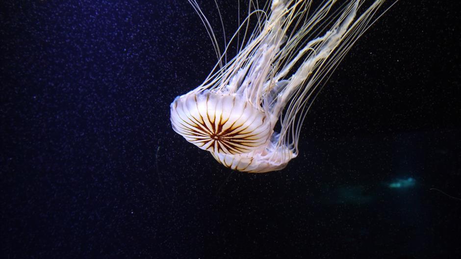 jellyfish-832705-1920-42174.jpeg