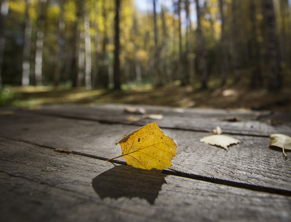 REUTERS/Shamil Zhumatov
