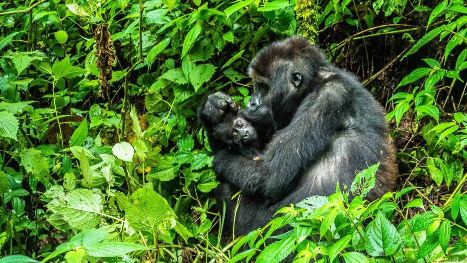 gorila, gorile, beba gorila