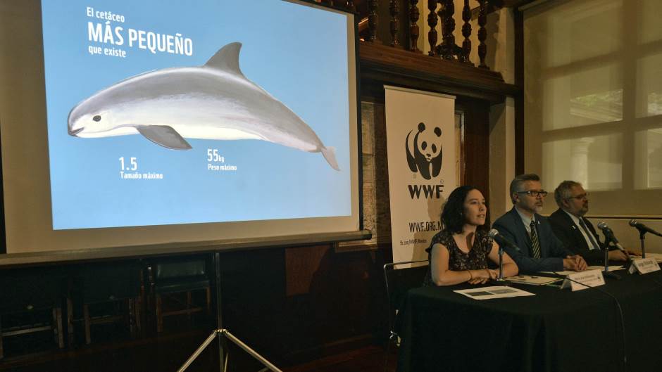 Kalifornijska pliskavica