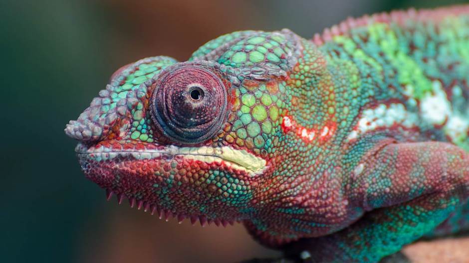 kameleon pixabay