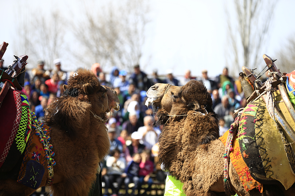ANADOLIJA/Mustafa Çiftçi