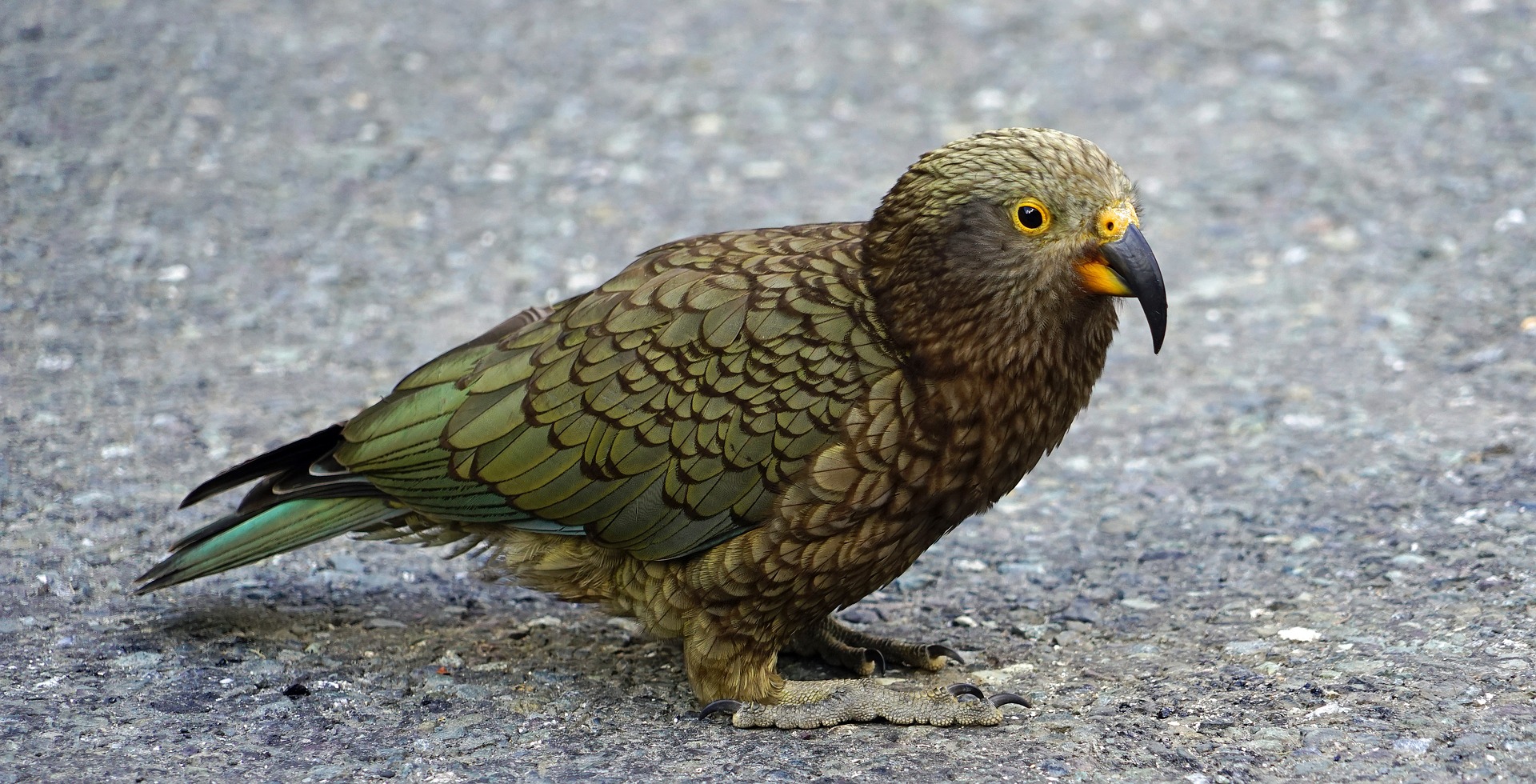 kea-2141343_1920