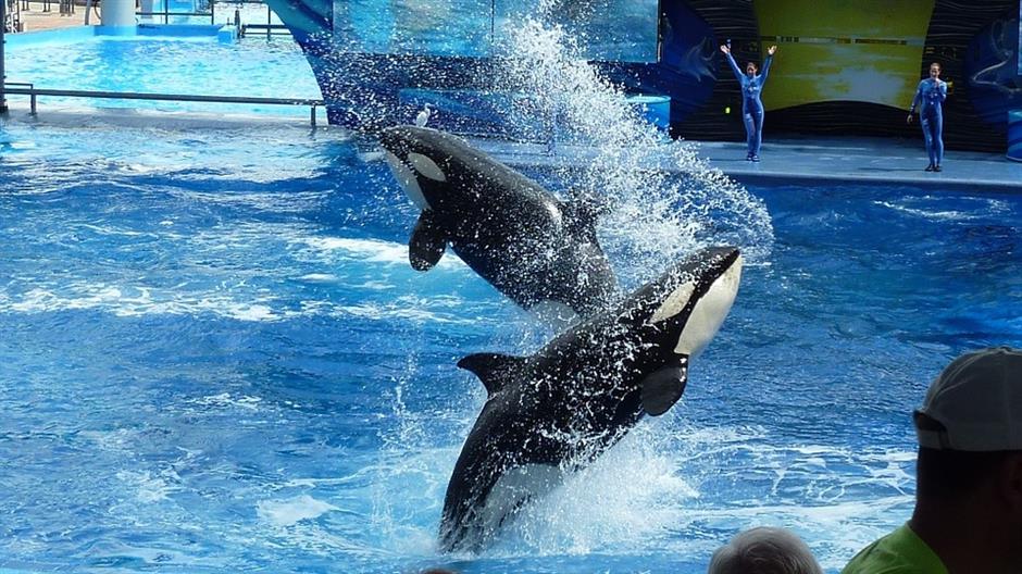 killer-whale-113527_960_720