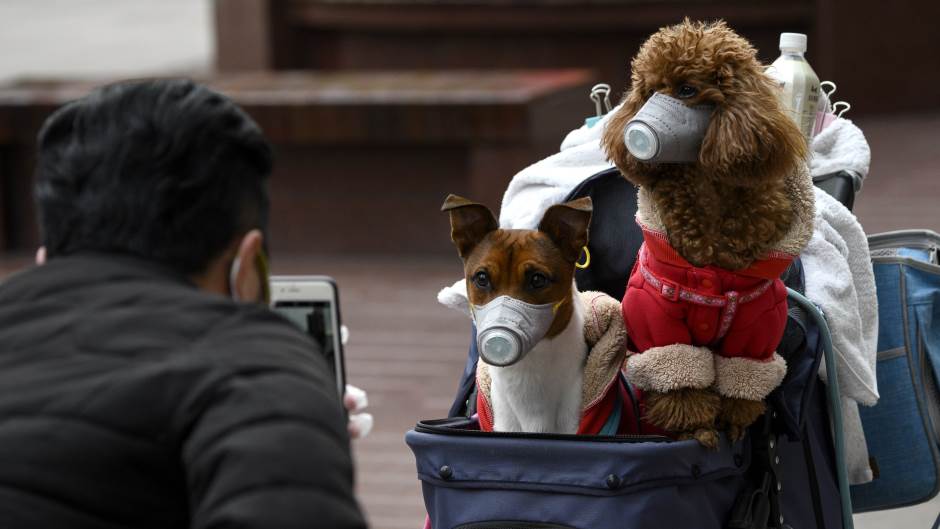 kina koronavirus životinje psi