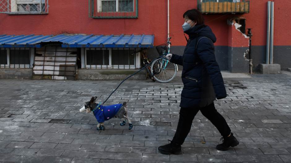 kina životinje psi koronavirus