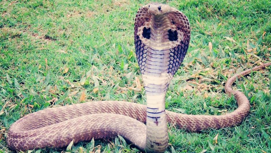 king-cobra-405623_1280