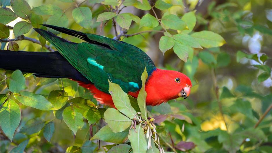 king-parrot-324729_1920