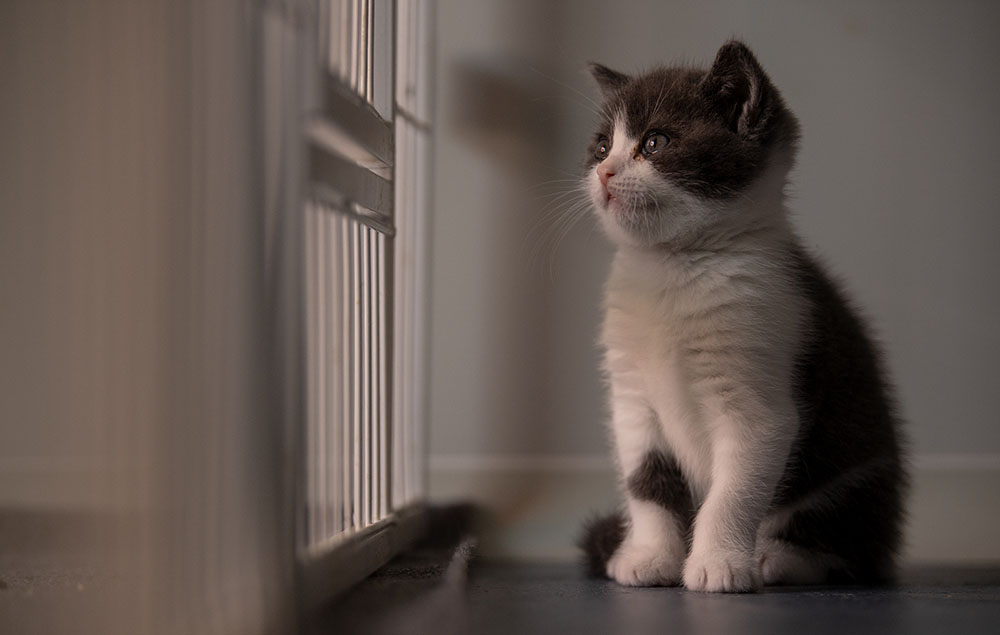 Klonirana maca foto AFP Str (6)