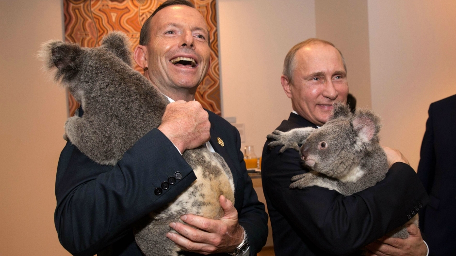 Koala 1