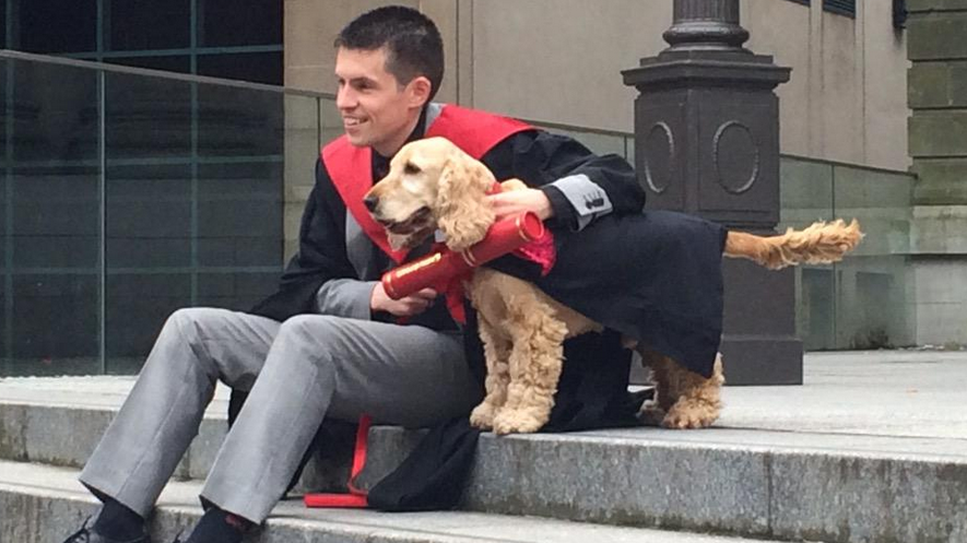 pas, ljubimac, king charles koker španijel