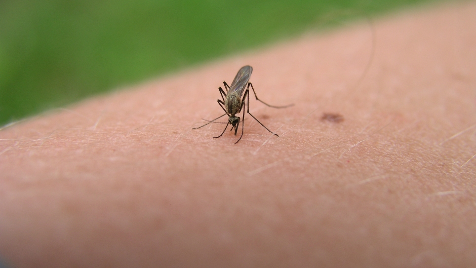 komarac - morguefile - Filiford