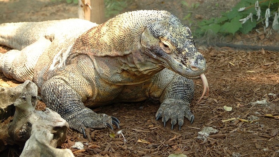 komodo-dragon-1291969_960_720