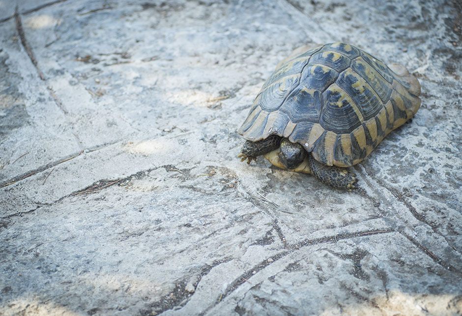 CROPIX/Nikolina Vuković Stipaničev