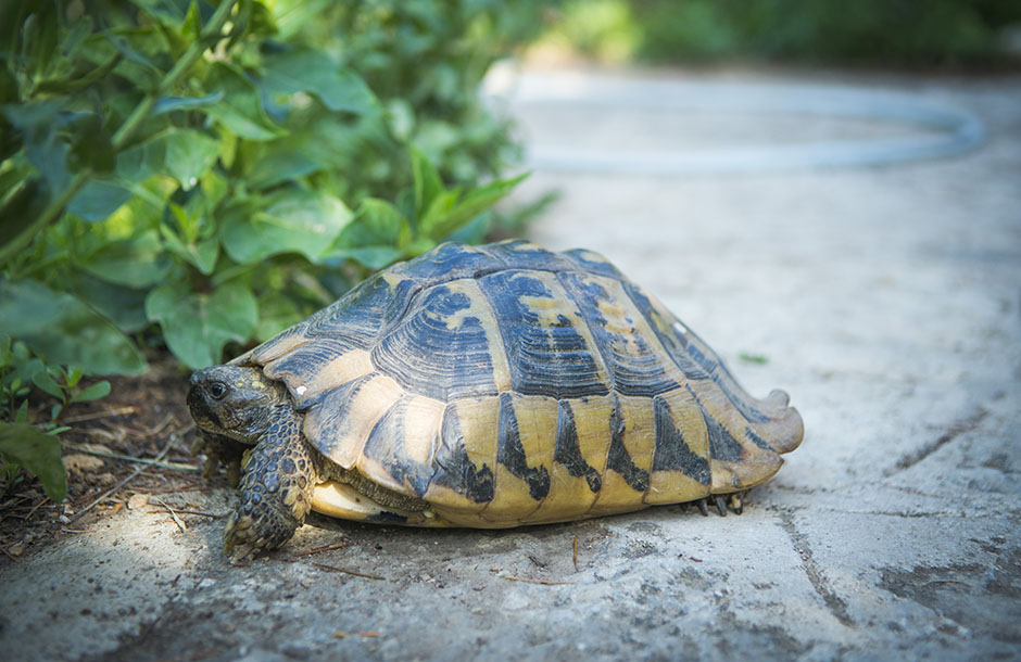 CROPIX/Nikolina Vuković Stipaničev
