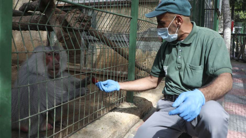 koronavirus životinje majmun