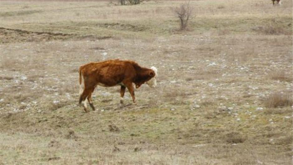 kravekrbavskopolje_glaszivotinja