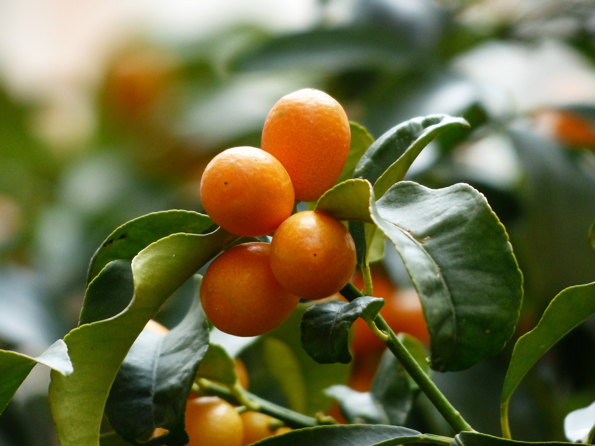 kumquat, kumkvat