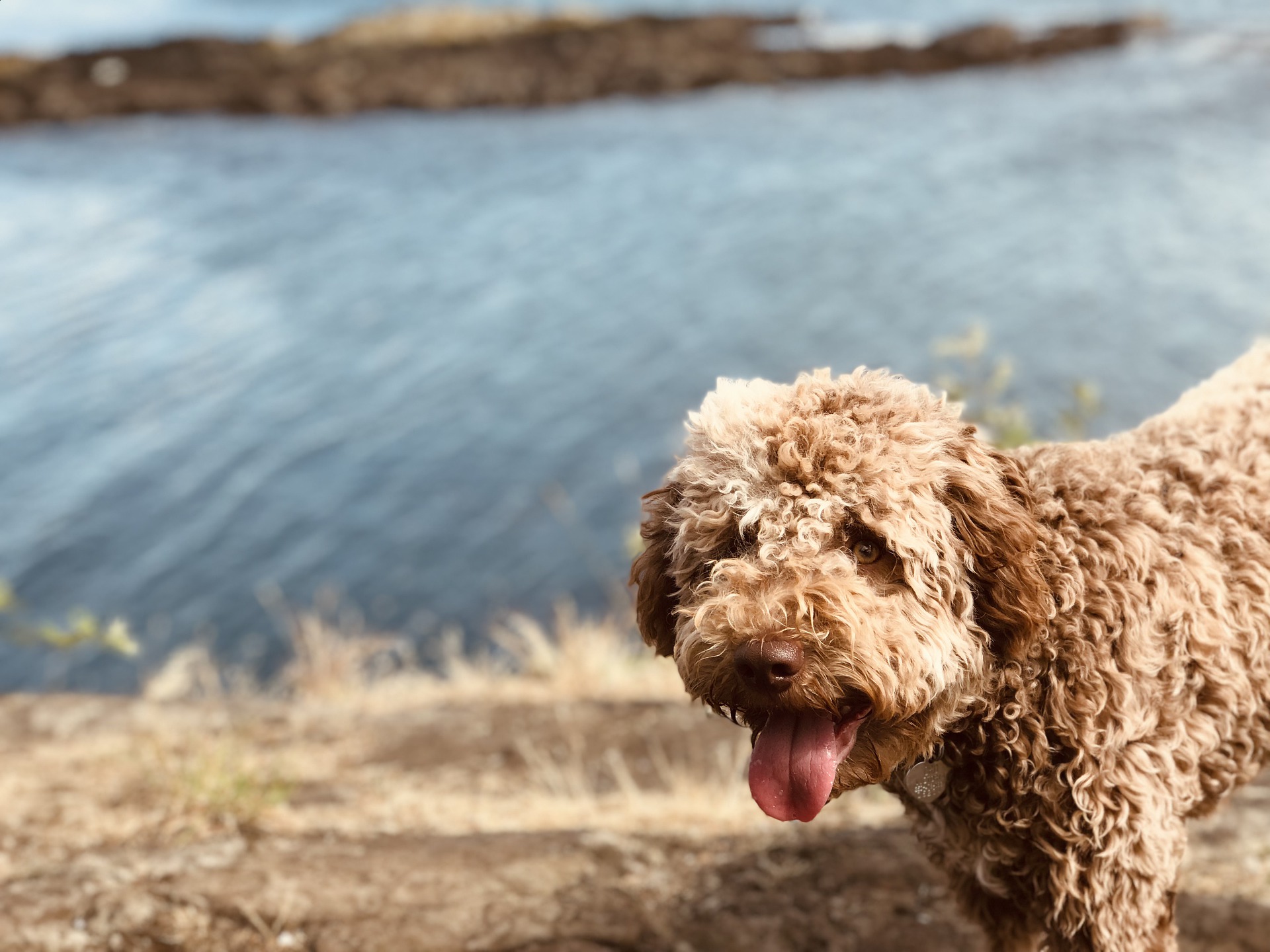pas, lagotto romagnolo