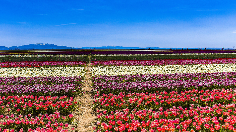 ANADOLIJA/Orhan Akkanat