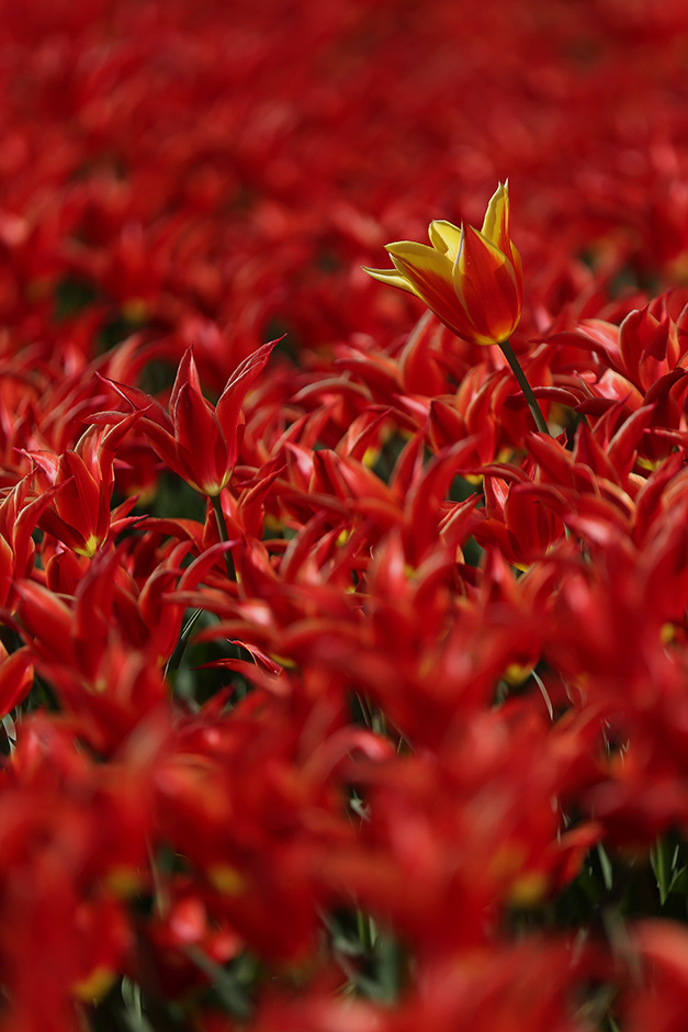 ANADOLIJA/Şebnem Coşkun