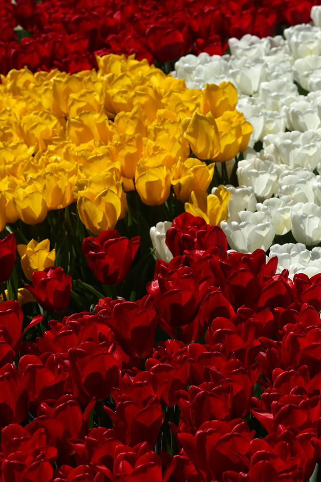 ANADOLIJA/Şebnem Coşkun