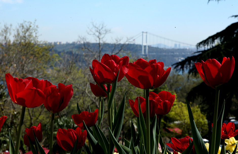 ANADOLIJA/Şebnem Coşkun