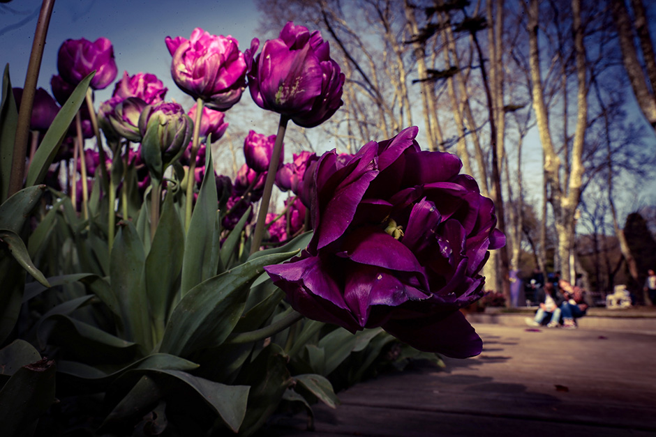 ANADOLIJA/Şebnem Coşkun