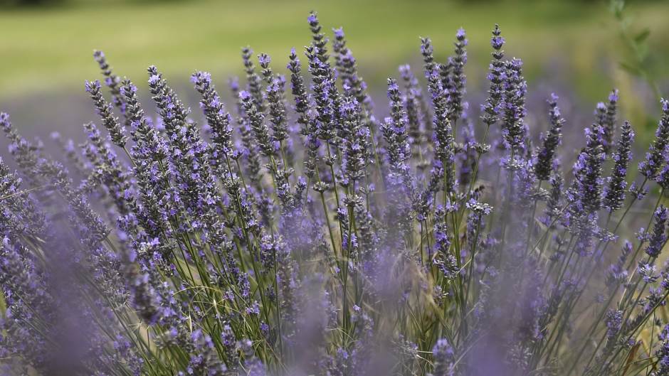 lavanda