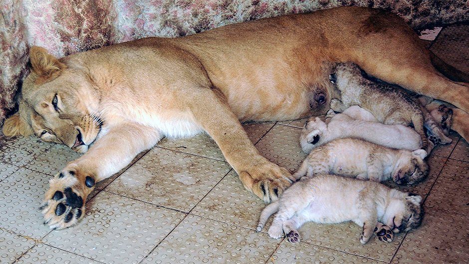 ANADOLIJA/Muhammad Reza