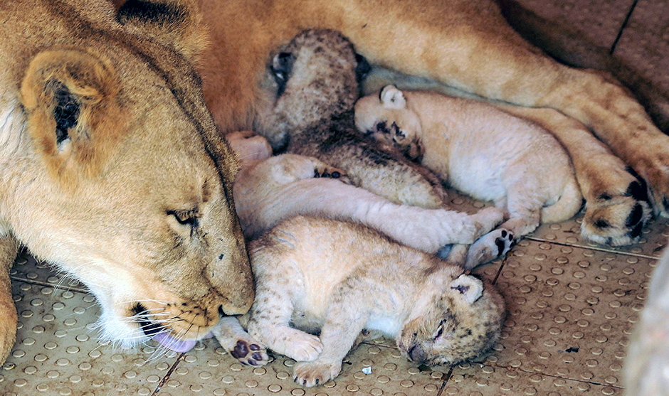 ANADOLIJA/Muhammad Reza