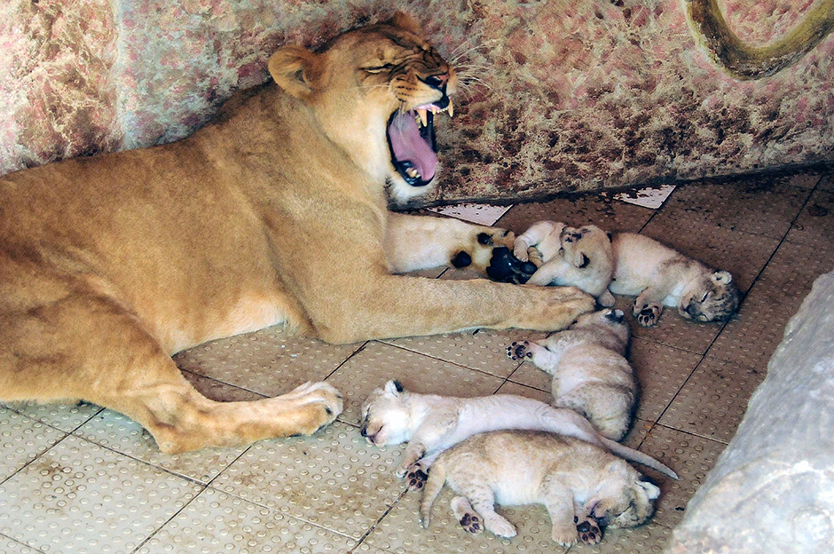 ANADOLIJA/Muhammad Reza