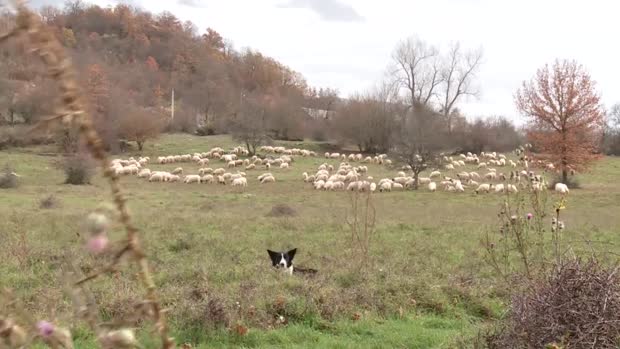 Lička janjetina dobila europsku oznaku izvornosti