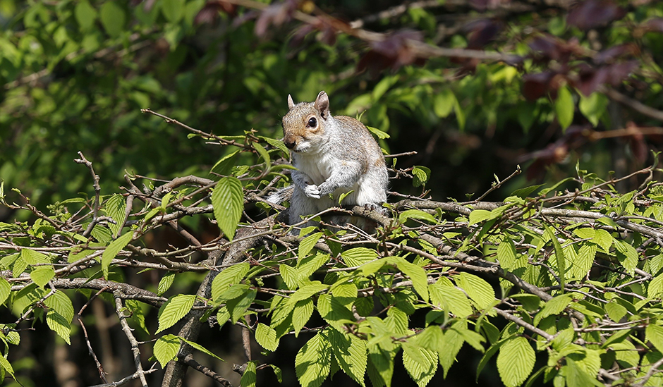 Anadolija/Yunus Kaymaz