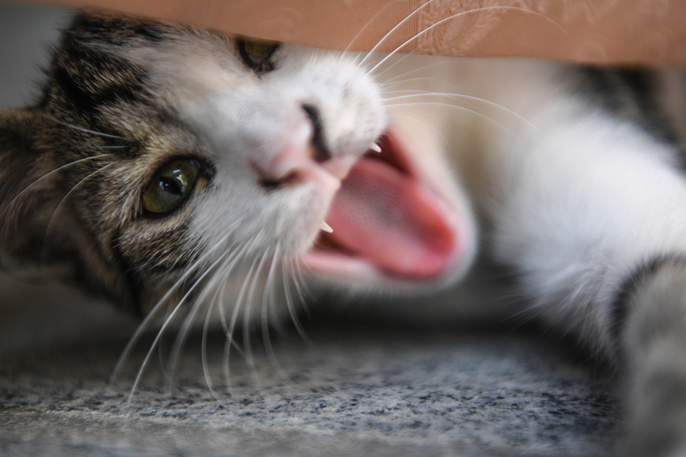MACKE Foto AFP Ozan Kose (17)