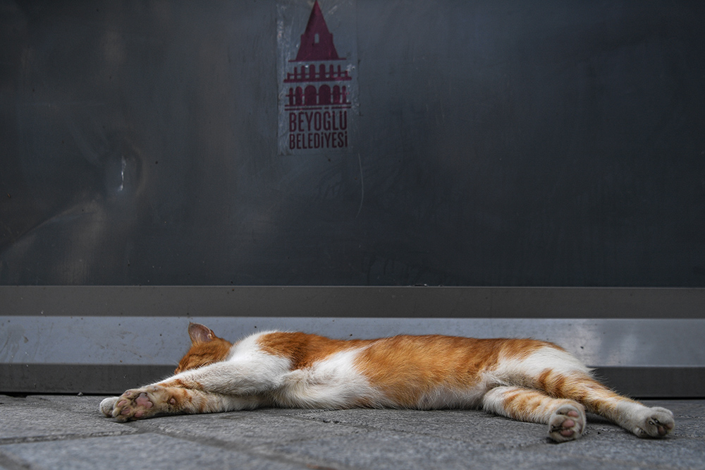 MACKE Foto AFP Ozan Kose (18)