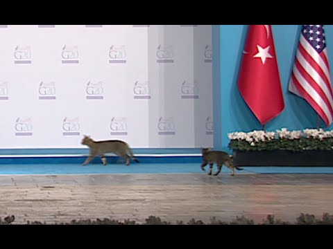 Mačke nakratko preuzele show na G20