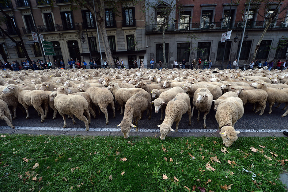 ANADOLIJA/Evrim Aydın