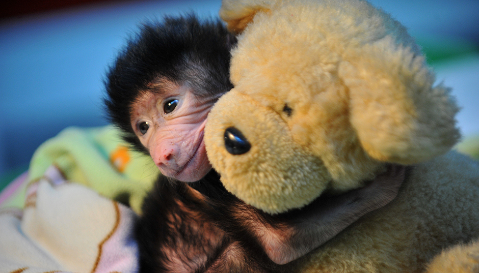 ANADOLIJA/Kerem Kocalar