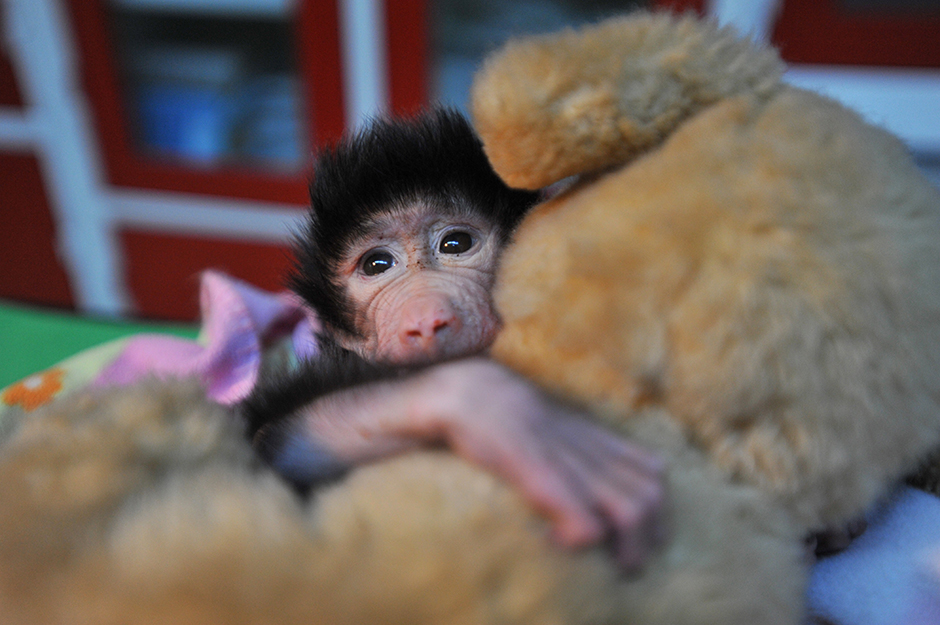 ANADOLIJA/Kerem Kocalar