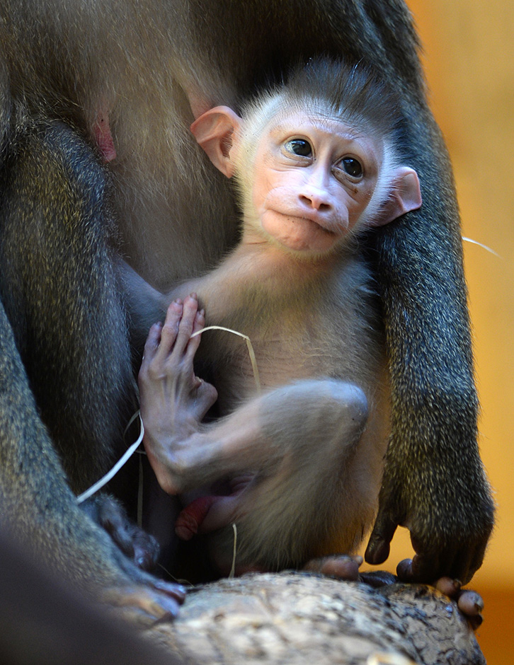 majmun afp (5)