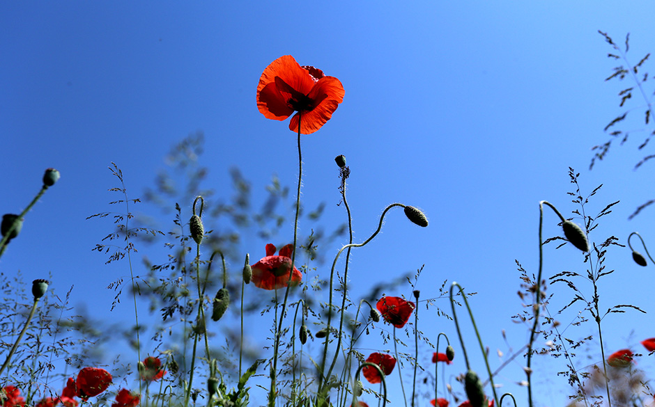 Cropix/Emica Elveđi
