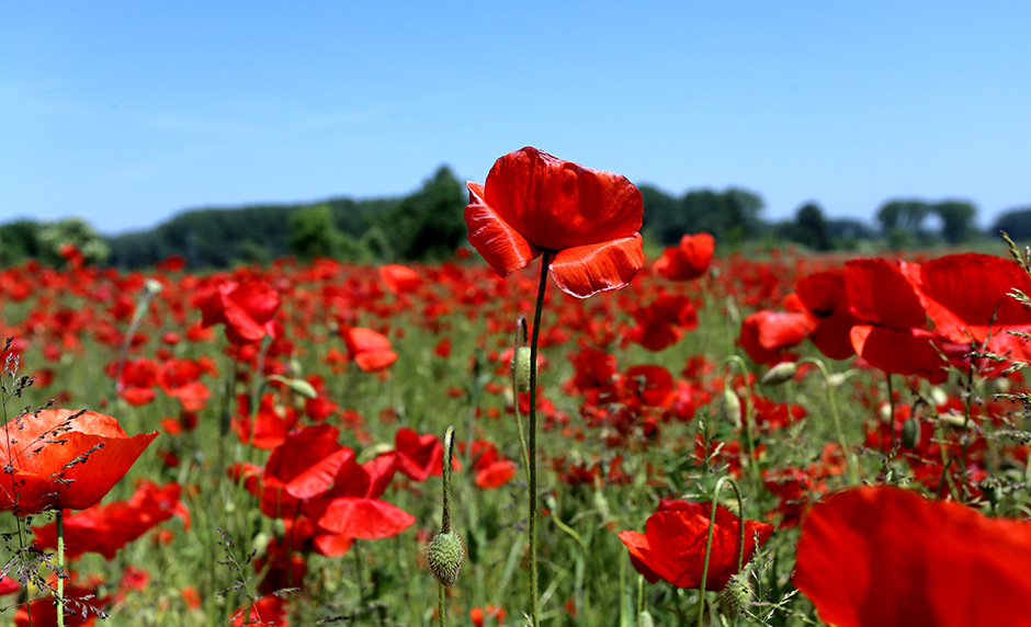 Cropix/Emica Elveđi