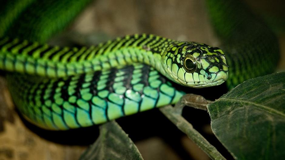 male-boomslang-42181.jpeg