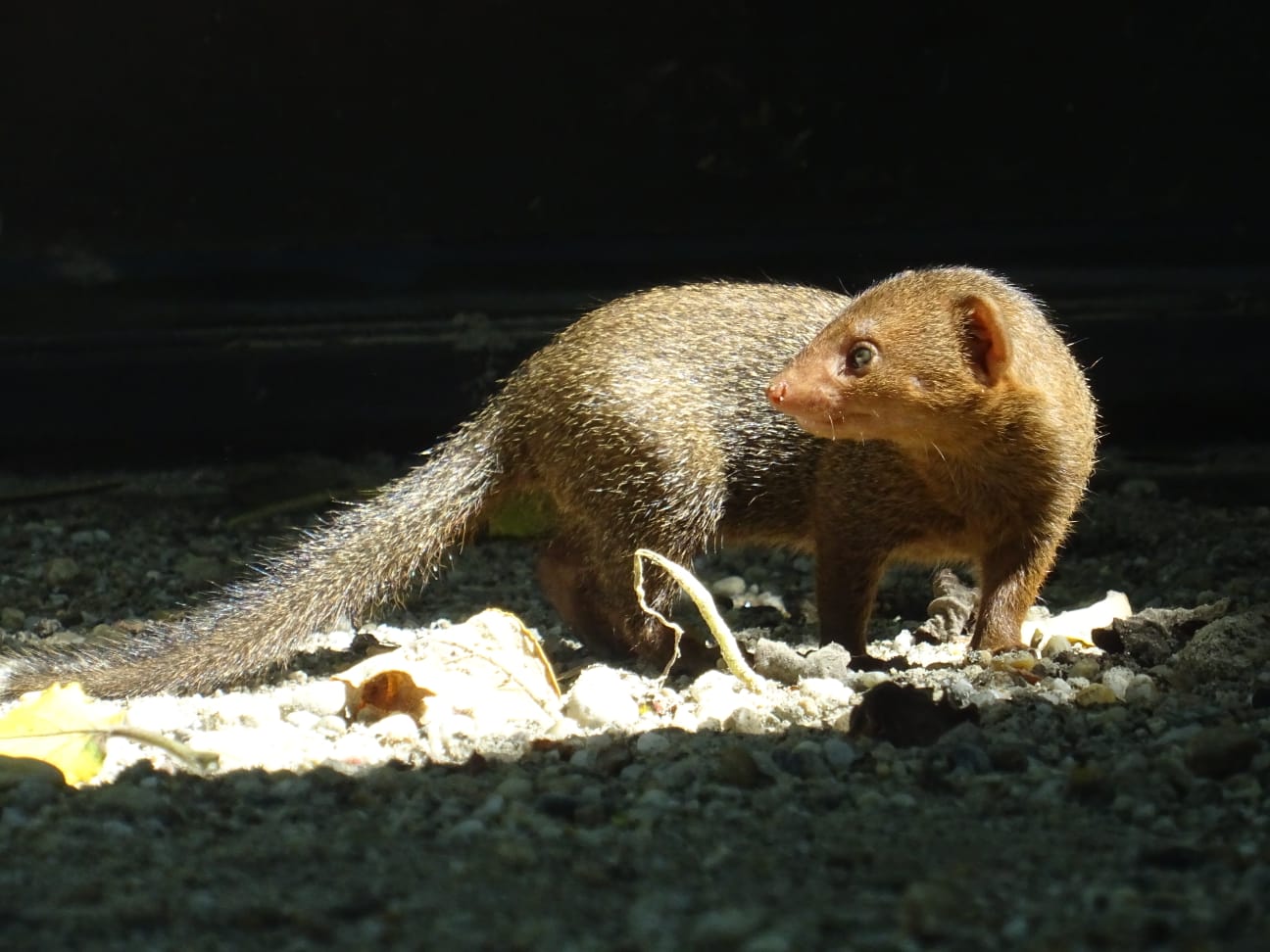 Zoološki vrt grada Zagreba