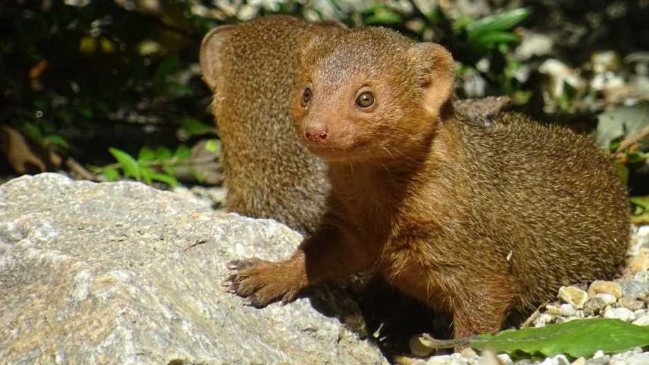 Mali mungosi u igri 2